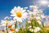 Sommerblomster, blomstereng, sol og blå himmel